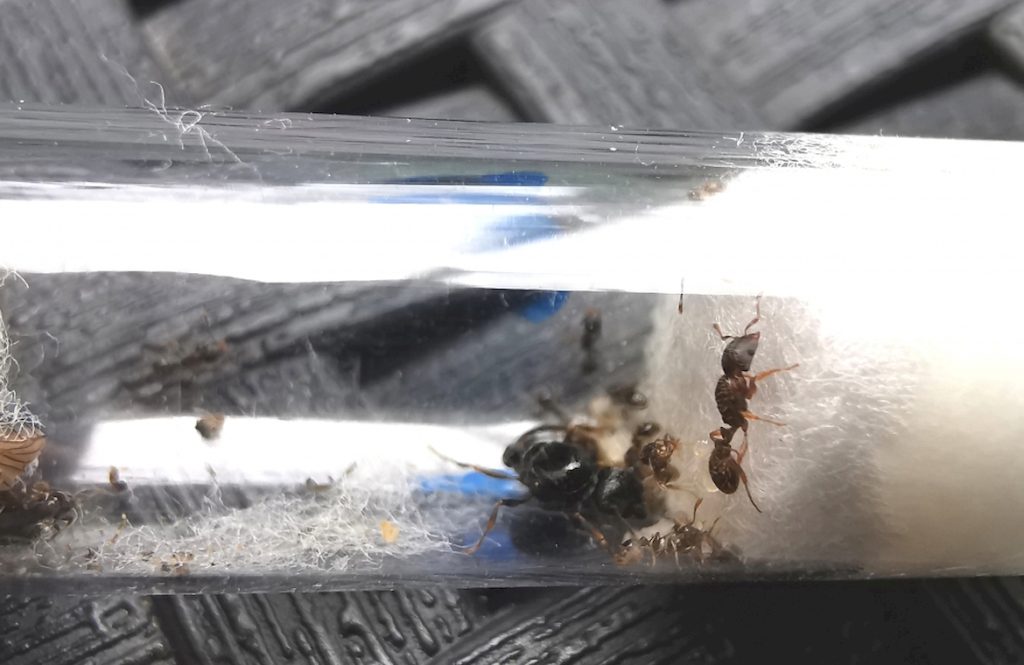 Как правильно ухаживать за дерновыми муравьями