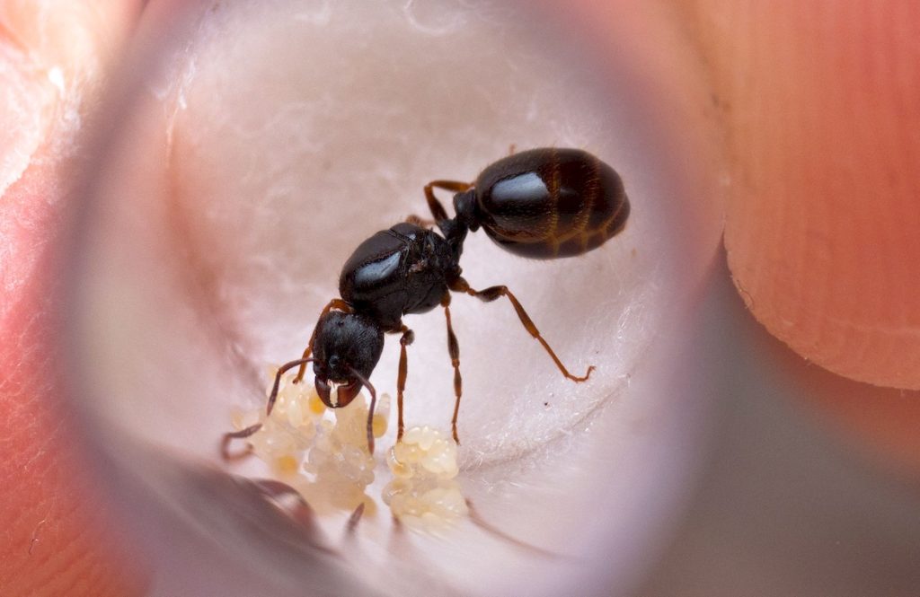 Какими необычными свойствами обладают дерновые муравьи