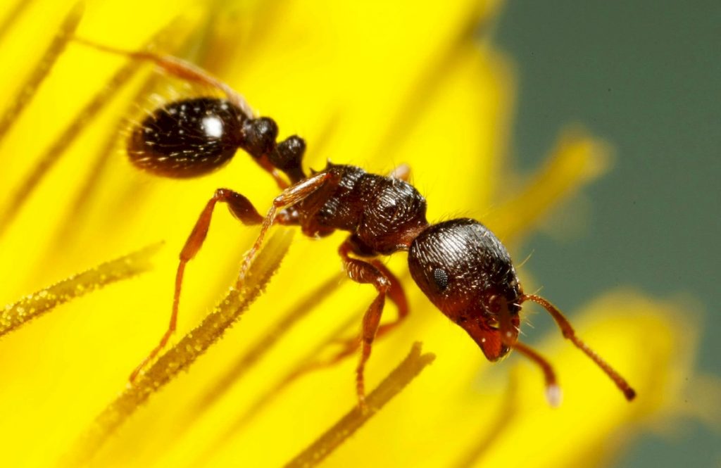 Род Tetramorium это преимущественно тропические и субтропические муравьи