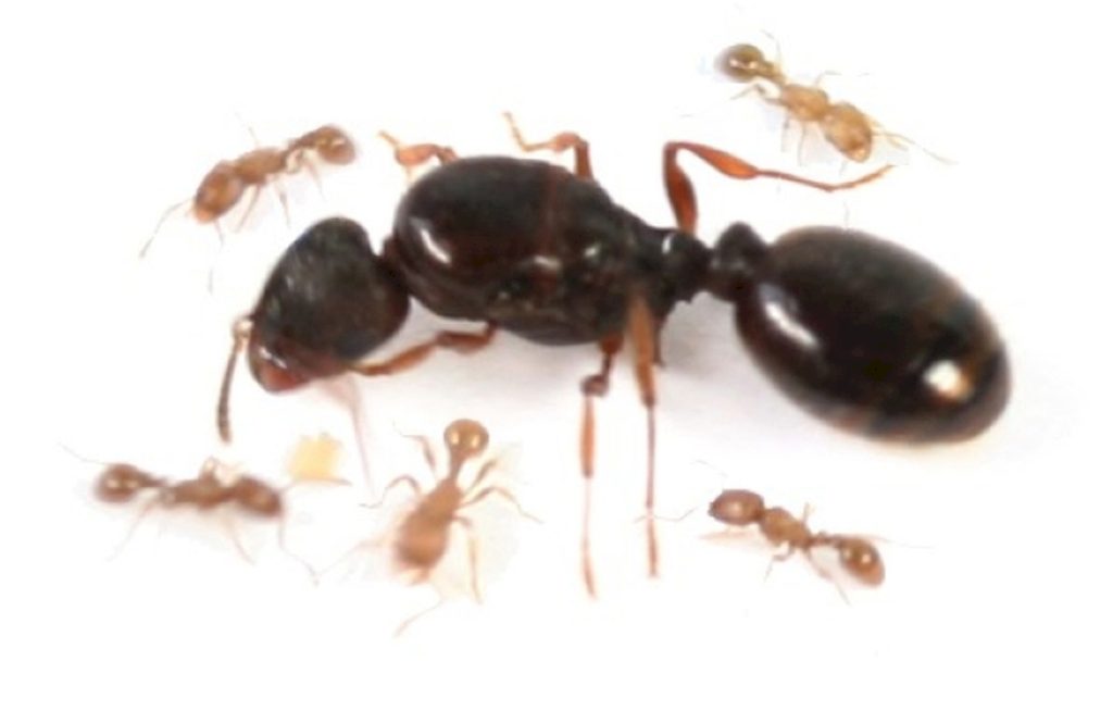 В чем особенность различия самок от самцов у дерновых муравьев?