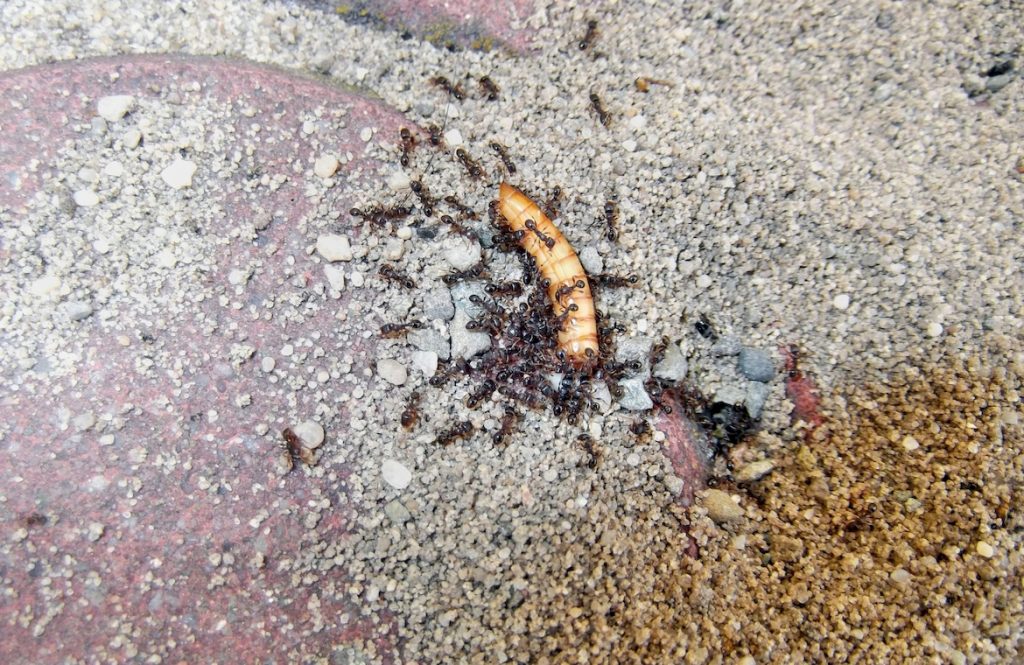 В чем особенности питания дерновых муравьев
