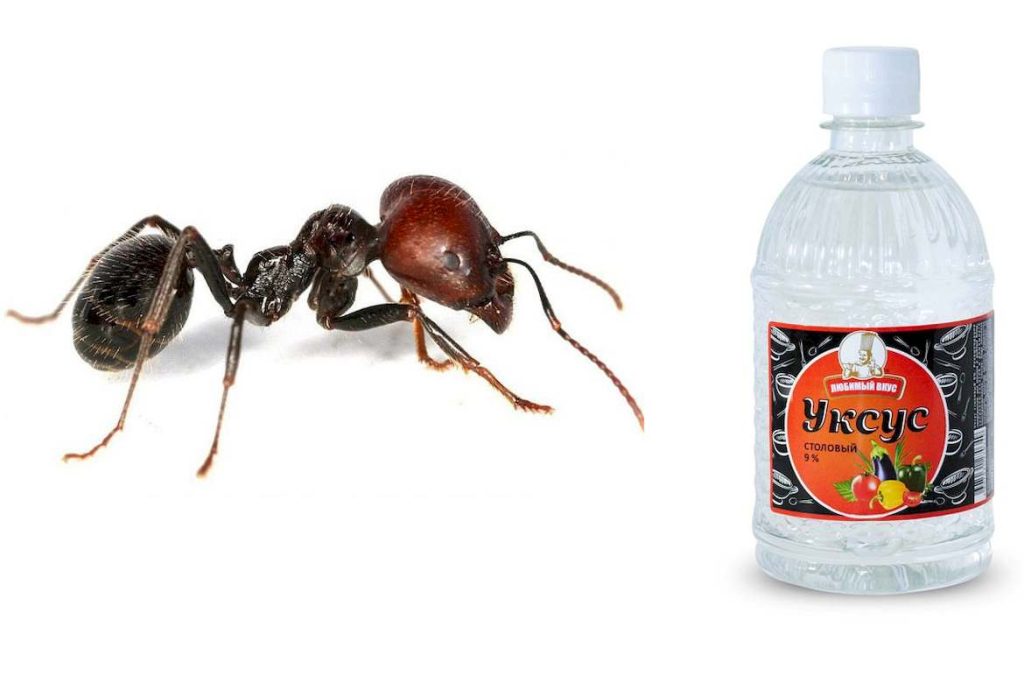 Какой вред могут нанести муравьи вашему дому или огороду